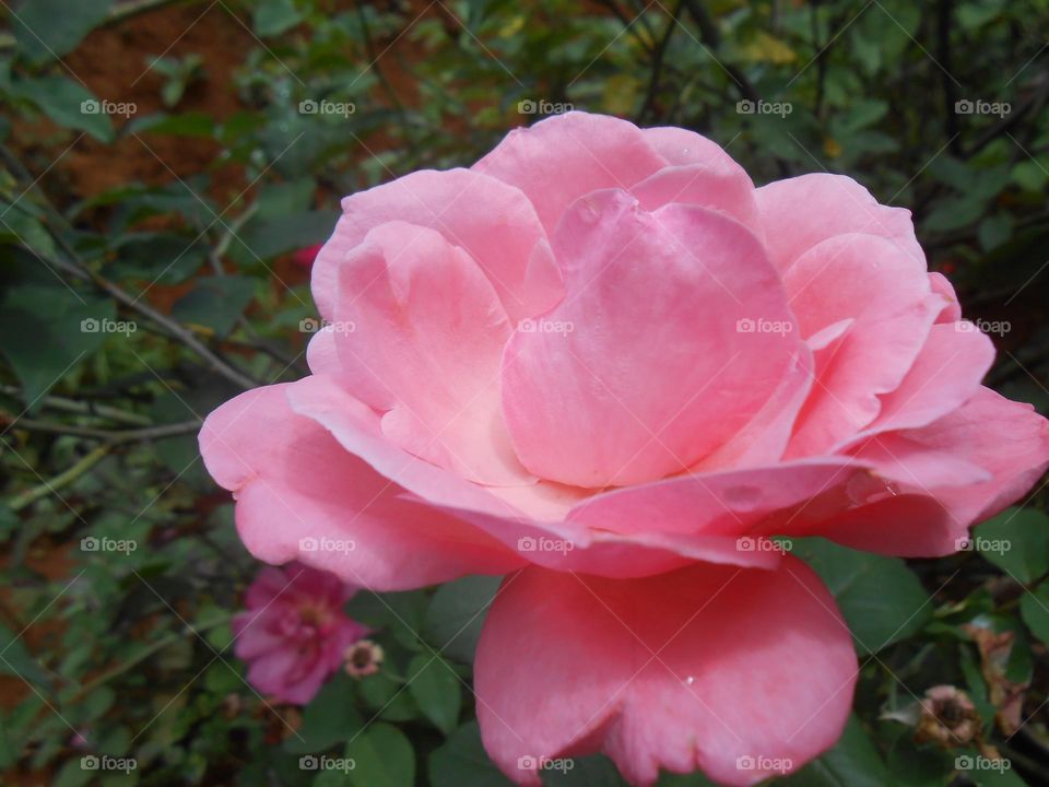 rosas