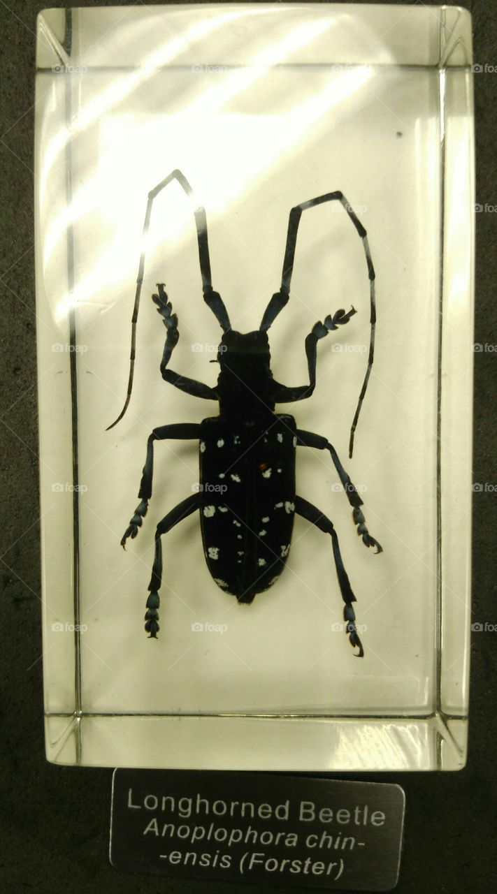 Long horned Beetle