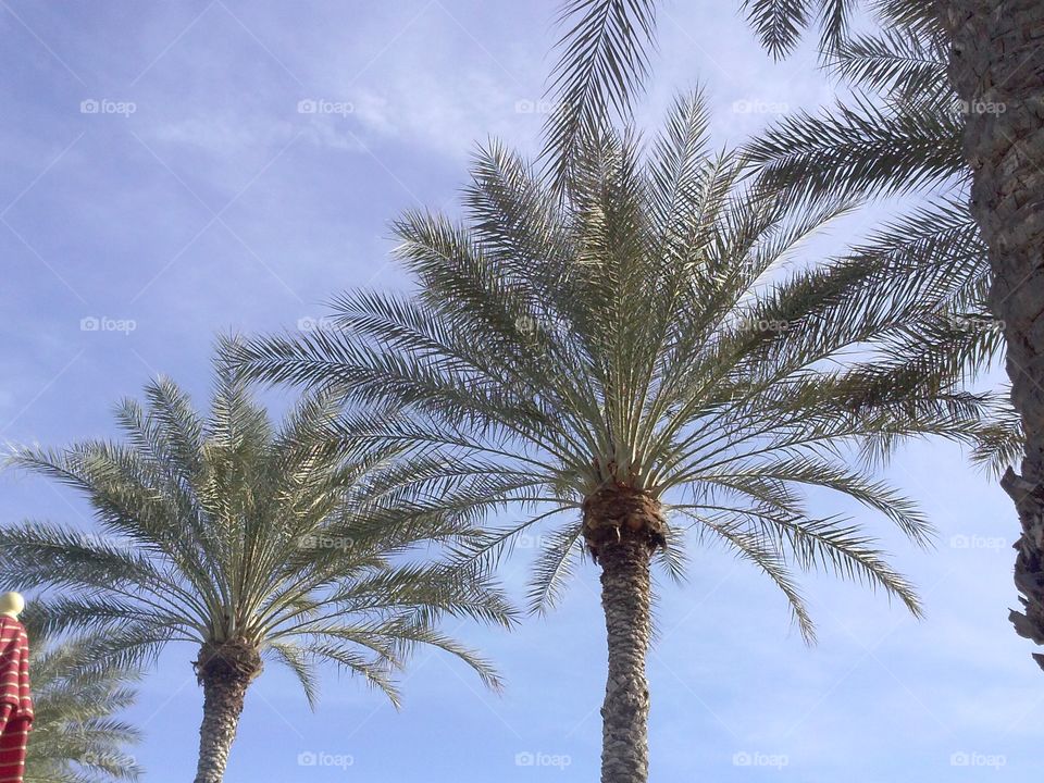 Pretty palms