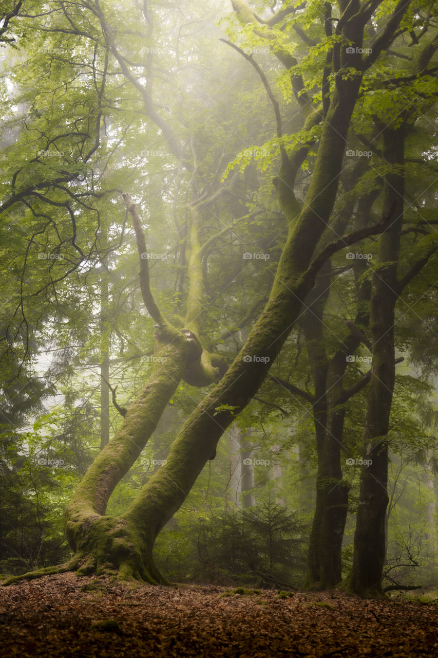 I just love the trees in this local forest i northern Denmark. It’s an old forest with lots of storys to tell.