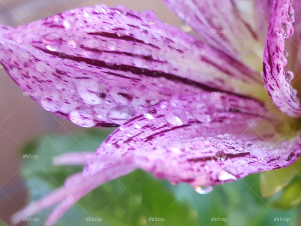 Water droplet on purple flower petal