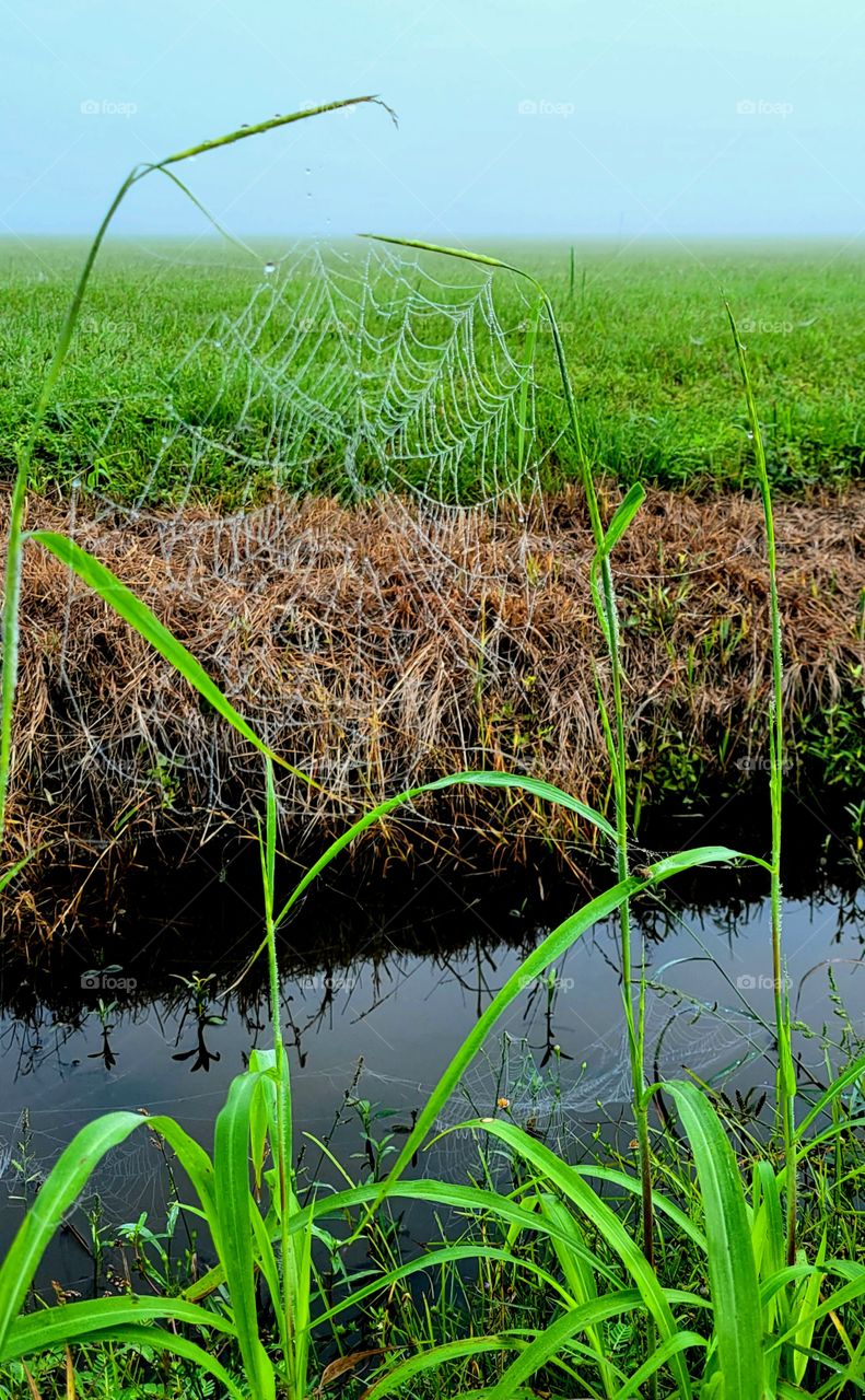 droplets on spiderweb from rain