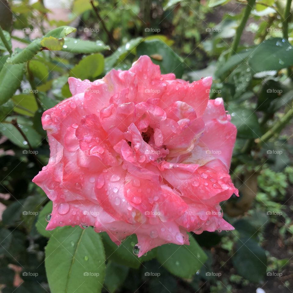 Rain drop. Капли дождя на розе.