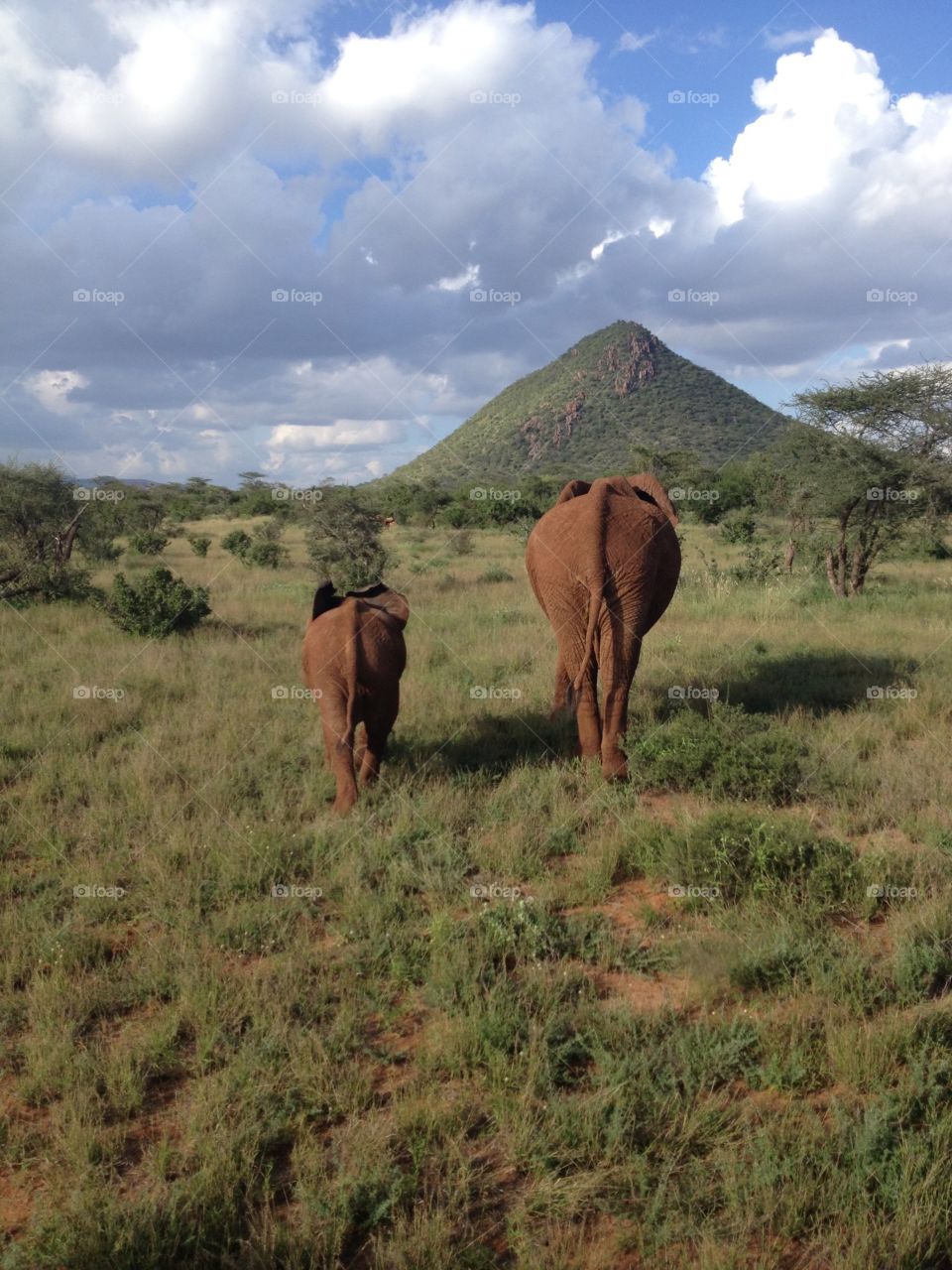 Elephant and her calf taking a stroll in one of Kenya's National Parks. 