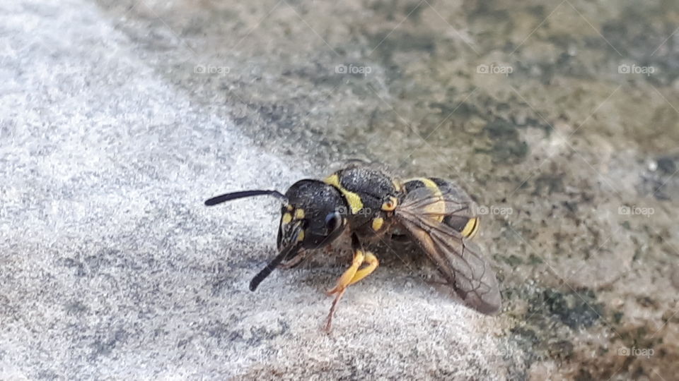 Baby wasp cleaning himself off.
