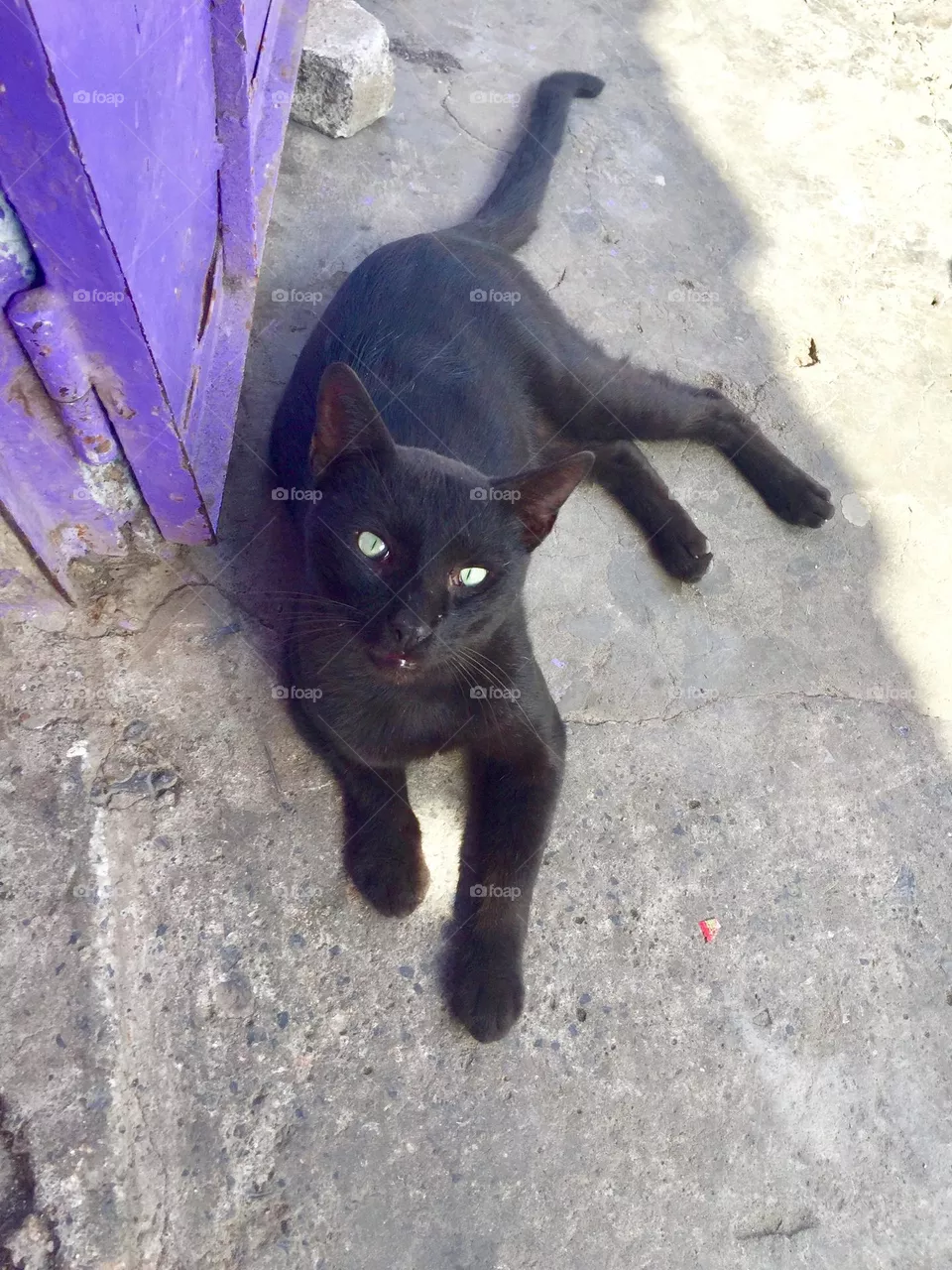 Black cat