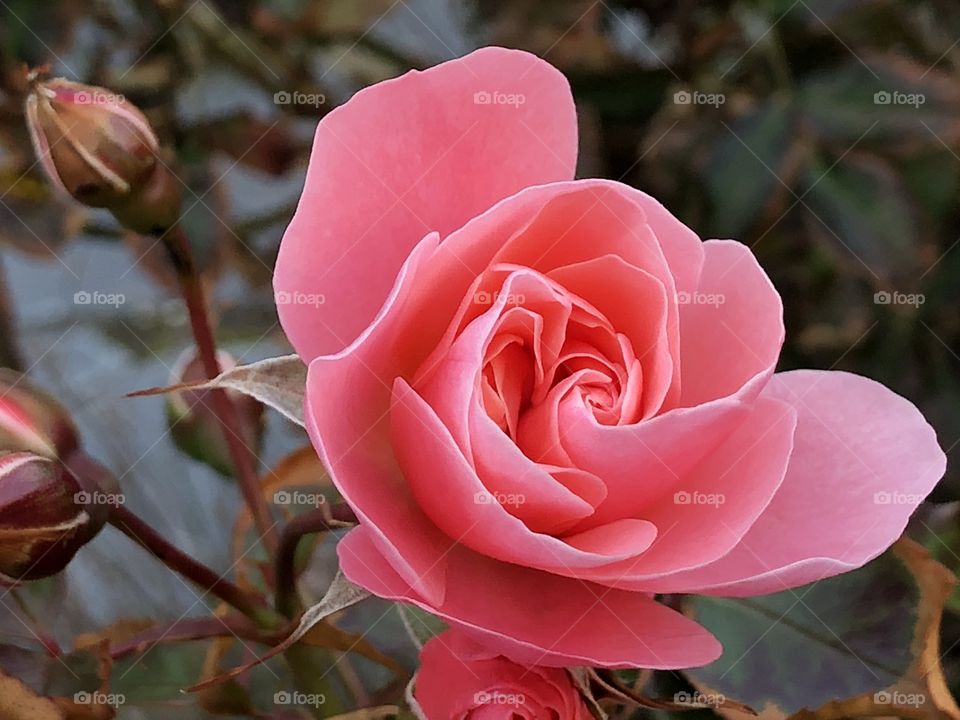 Pink rose