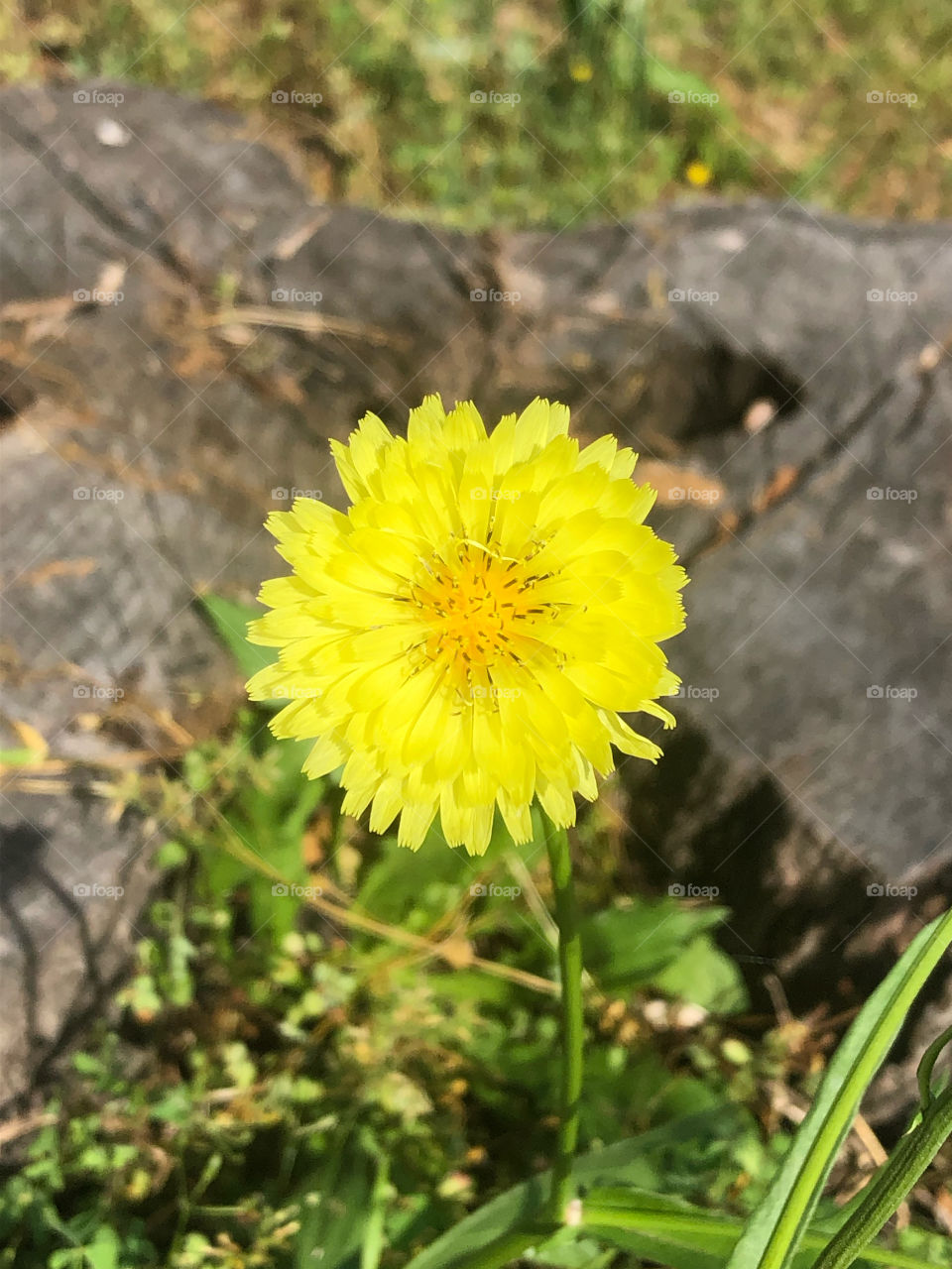 Yellow dandelion 