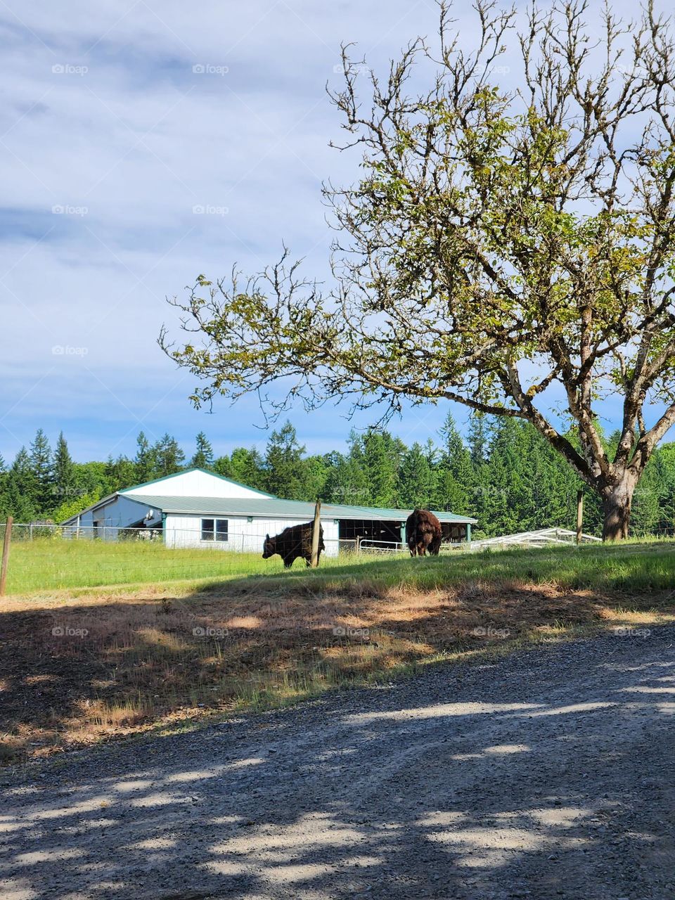 view from the road of a rural white farmhouse with cows