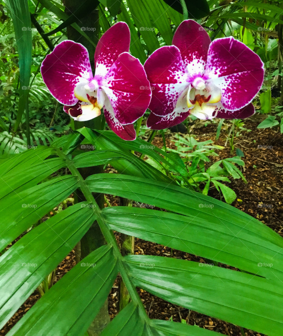 Orchids at Hawaii Tropical Botanical Garden