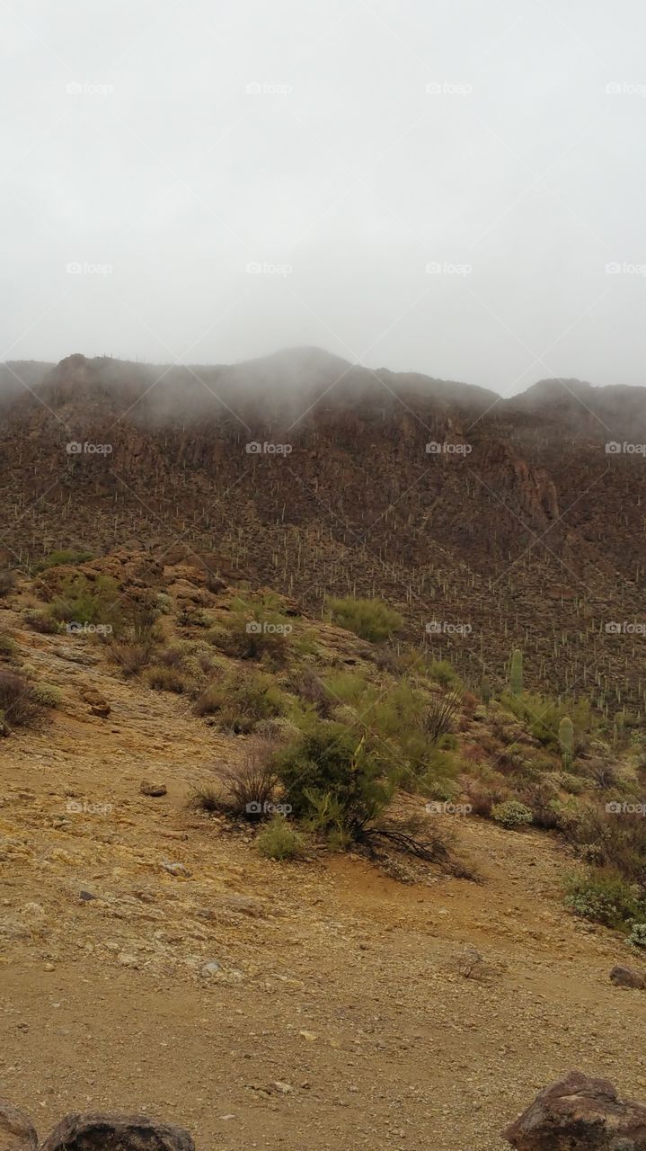 Tucson landscape