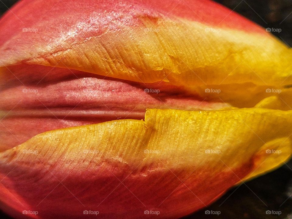 Macro tulip