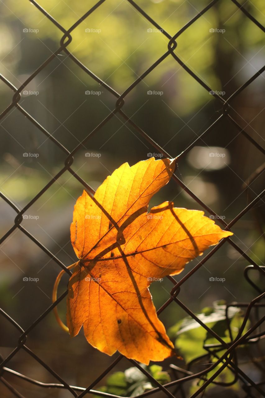 Single autumn leaf