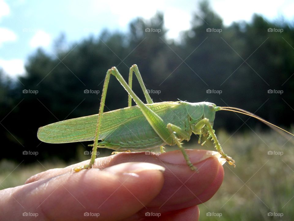 Tettigonia viridissima en la mano
