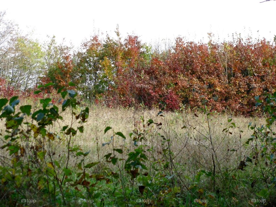 Autumn in the fields