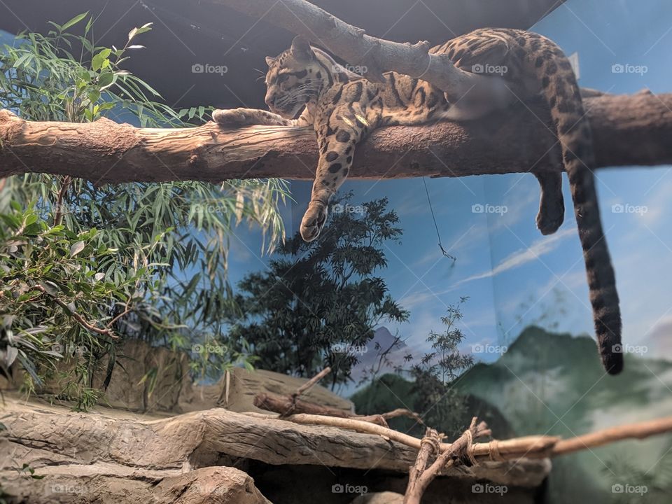 Loveland Living Planet Aquaurium- Clouded Leopard Exhibit in Asia.