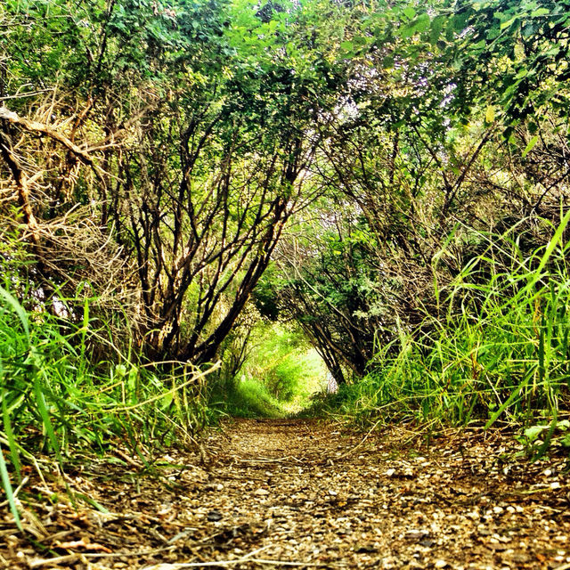 green grass tree cool by stykellee