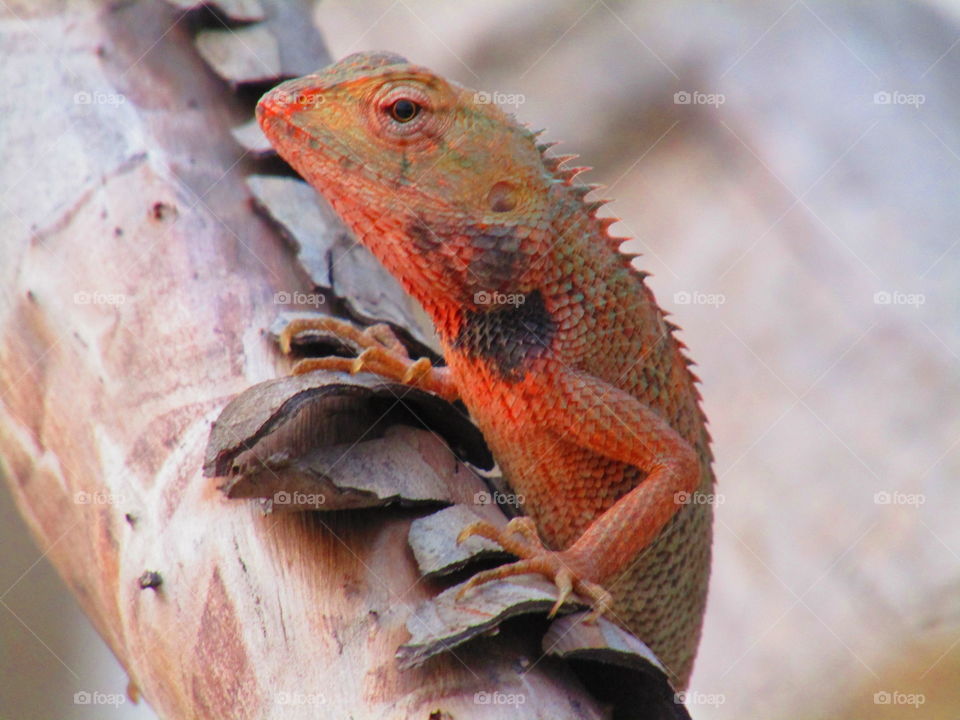 The oriental garden lizard, eastern garden lizard, bloodsucker or changeable lizard (Calotes versicolor) is an agamid lizard found widely distributed in indo-Malaya