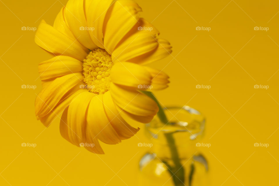Beautiful calendula flower in glass jar on an yellow background . alternative medicine concept. minimalism style