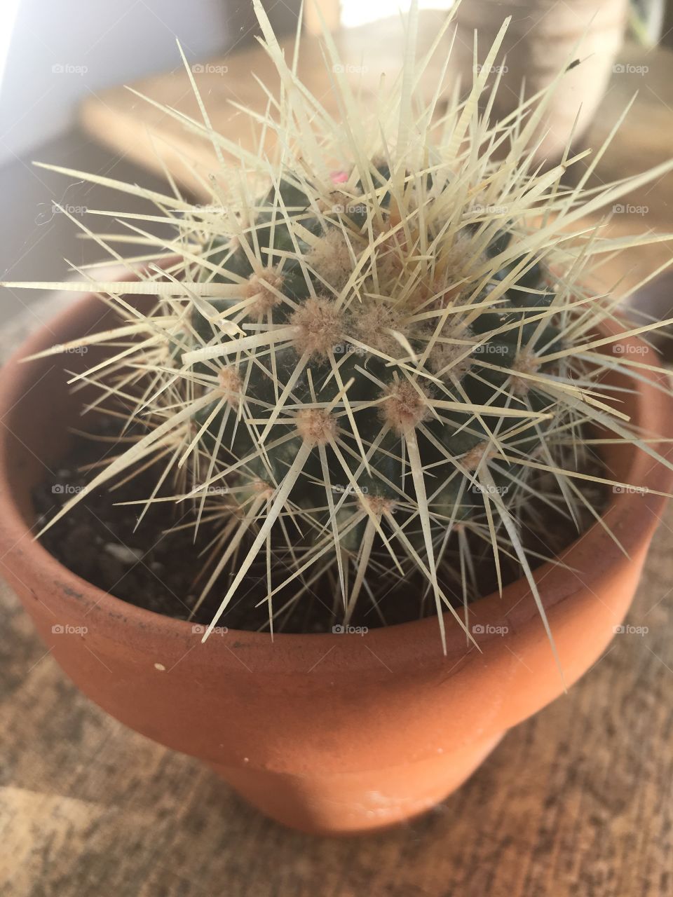 Cactus close up