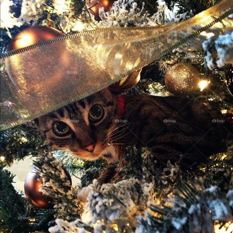 Christmas Kitty.