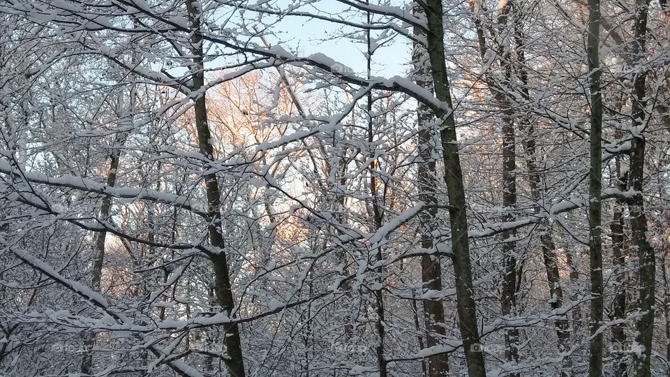 Sun Appears Atop Snow Covered Trees