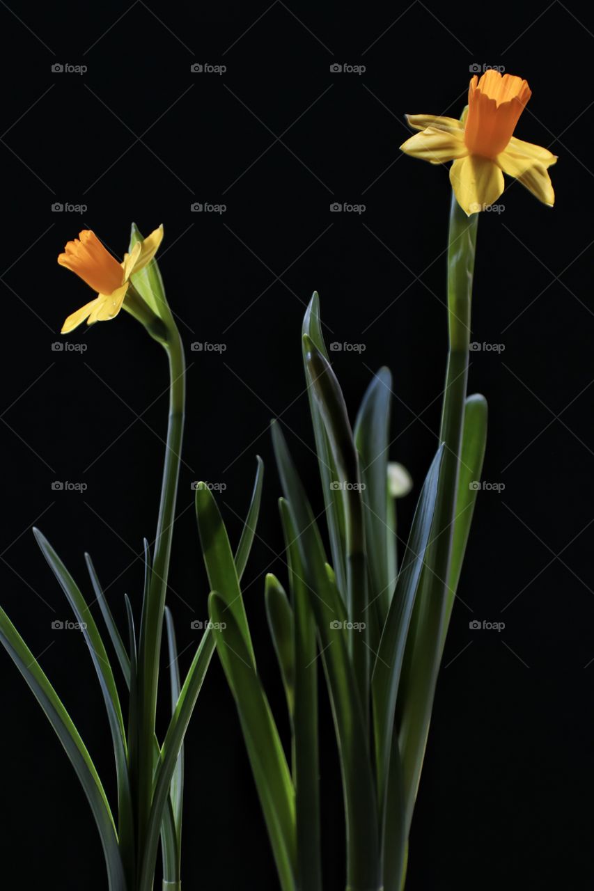 yellow daffodils on a black background