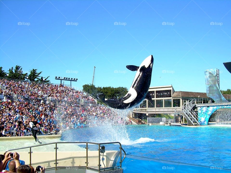 Killer whale jumps