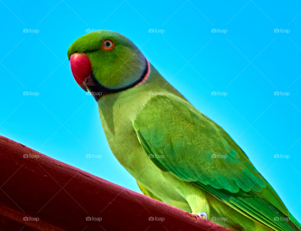 Bird photography - parrot - close up