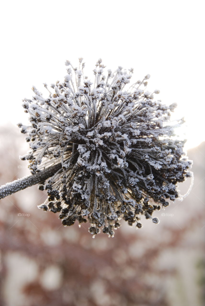 Allium in winter
