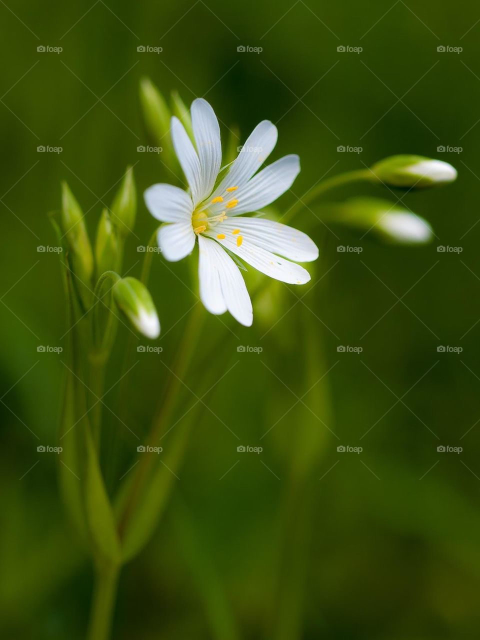 #white flower # photography#