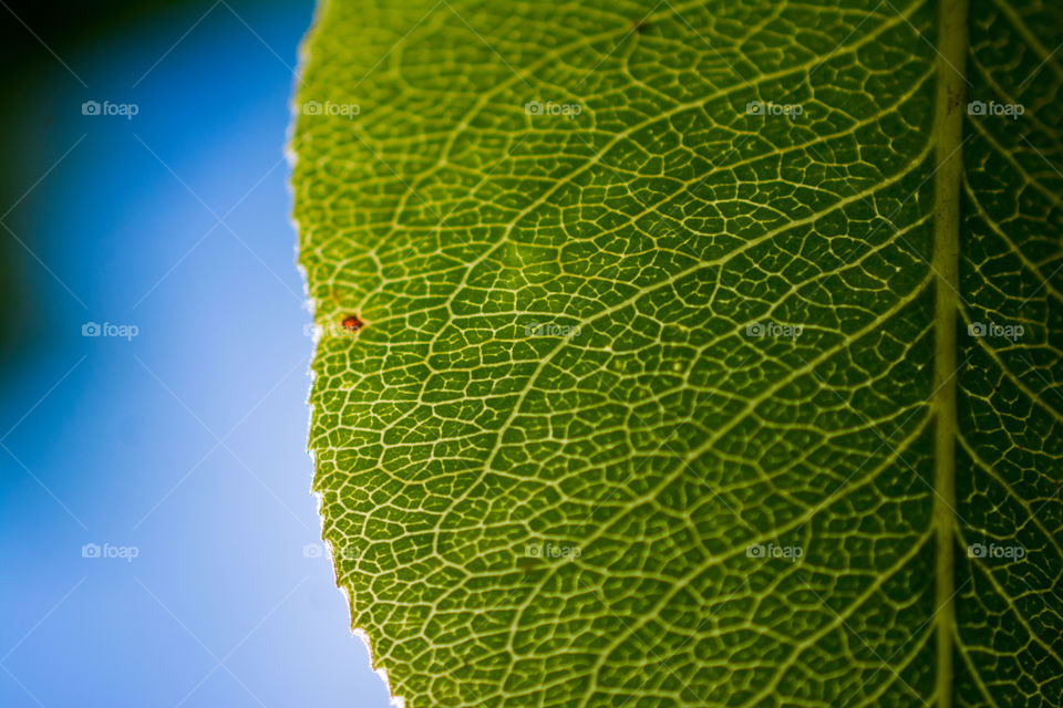 Green Leaf Texture on Blue Sky