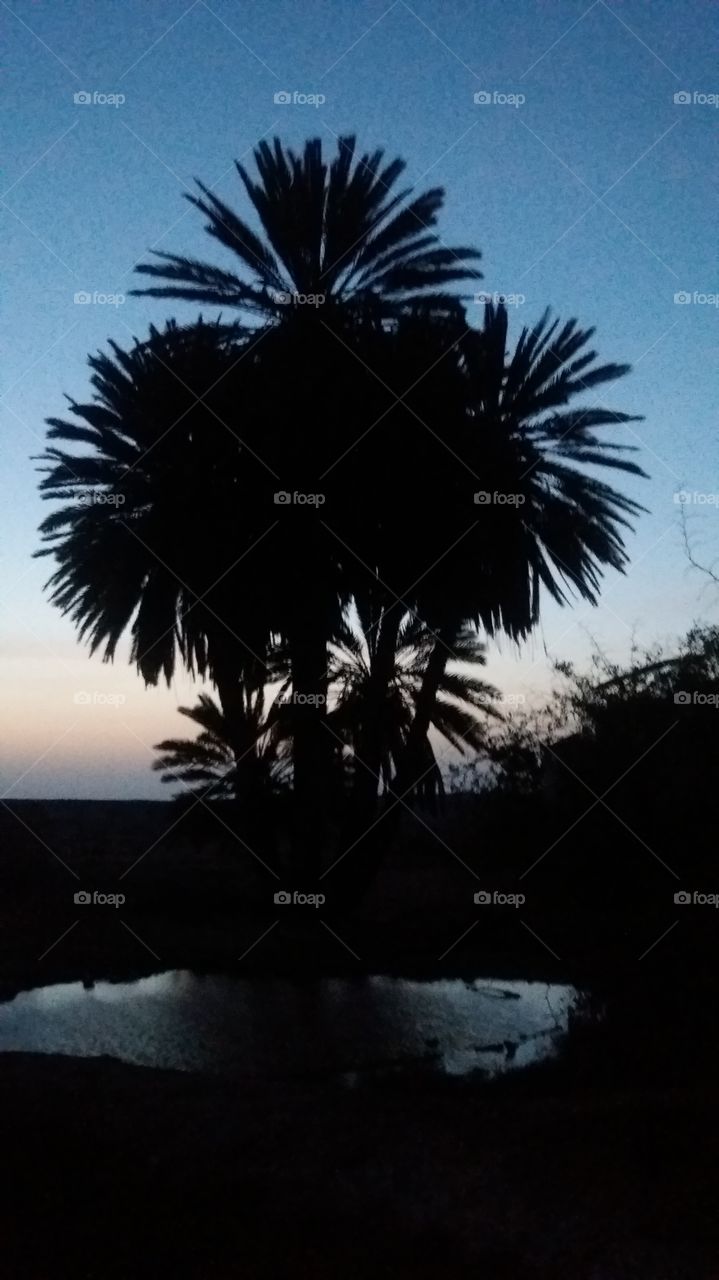 A palm tree at the beginning of night in oasis,in the region of Assrir village,Morocco