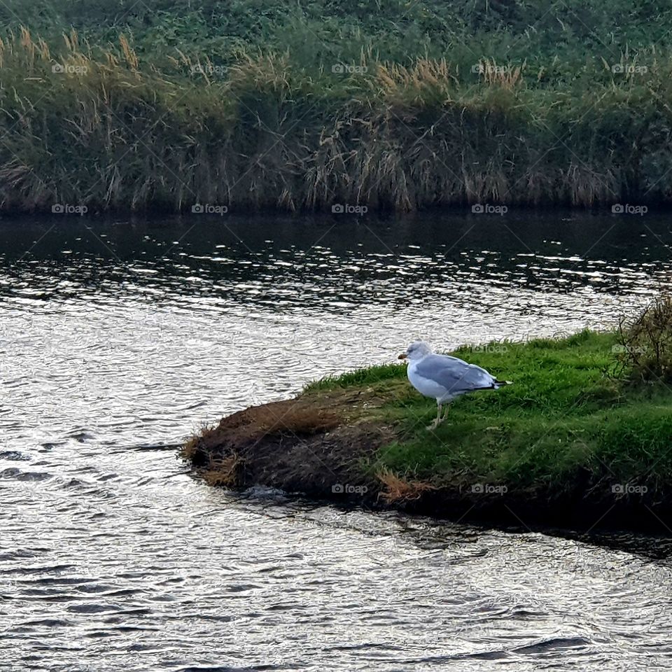 seagull is on an island.