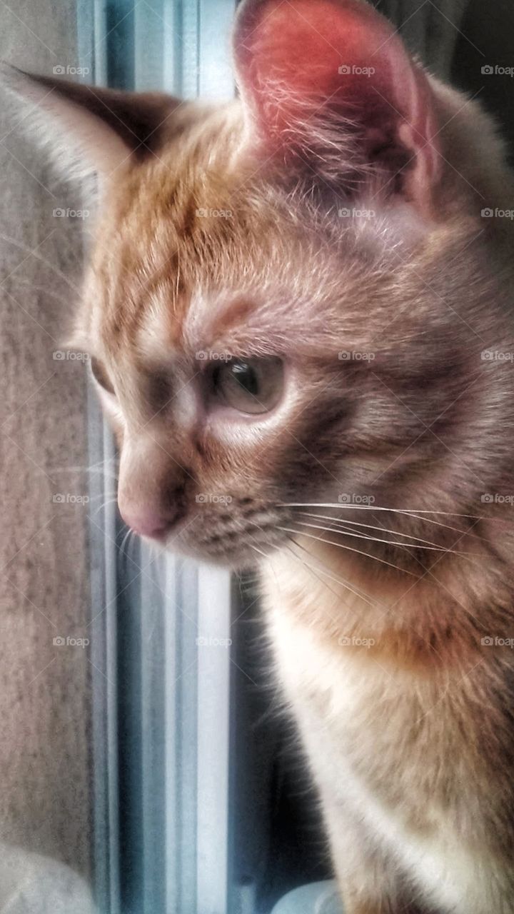 Isidoro mirando por la ventana