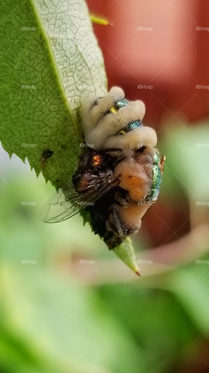 Decomposing fly