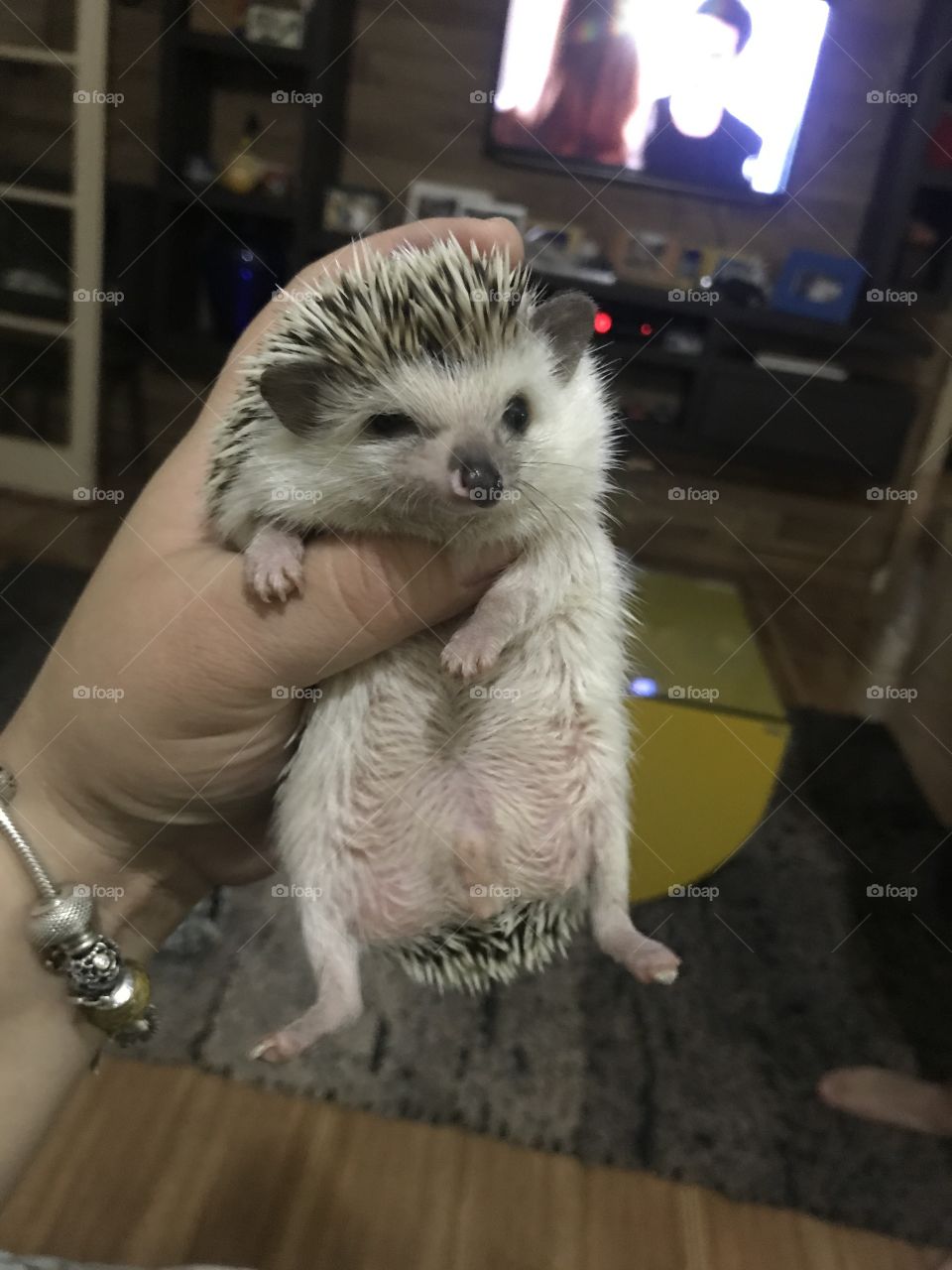 Hedgehog um charme 