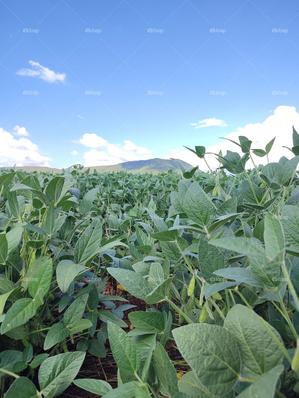Soybean Field