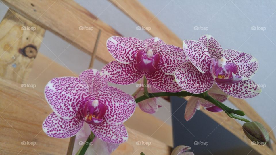 Orchidorchid