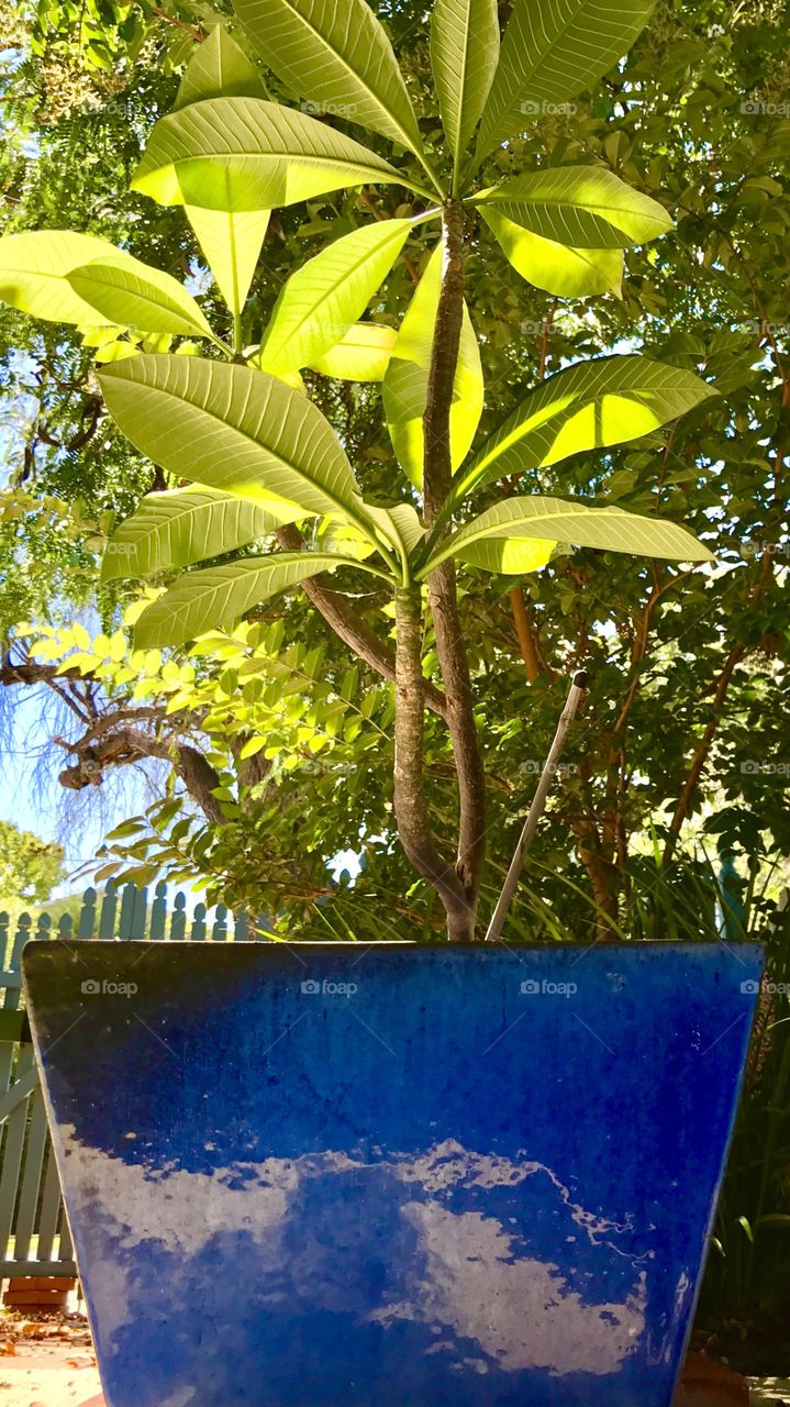 Frangipani in glossy blue pot