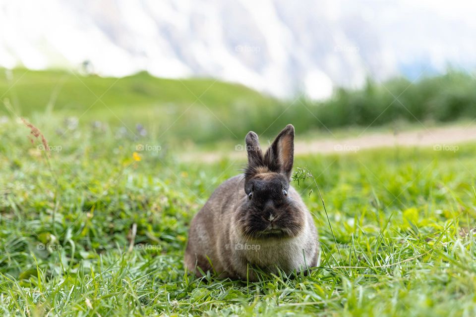 Cute rabbit wandering free at the farm in the Dolomites mountains, Italy. 