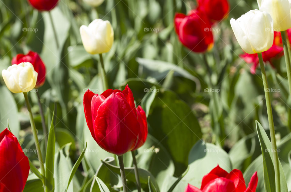 red tulip on the tulip field.  spring concept