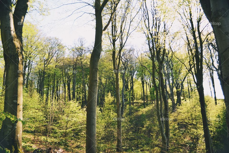 Wood, Tree, Landscape, Nature, Leaf