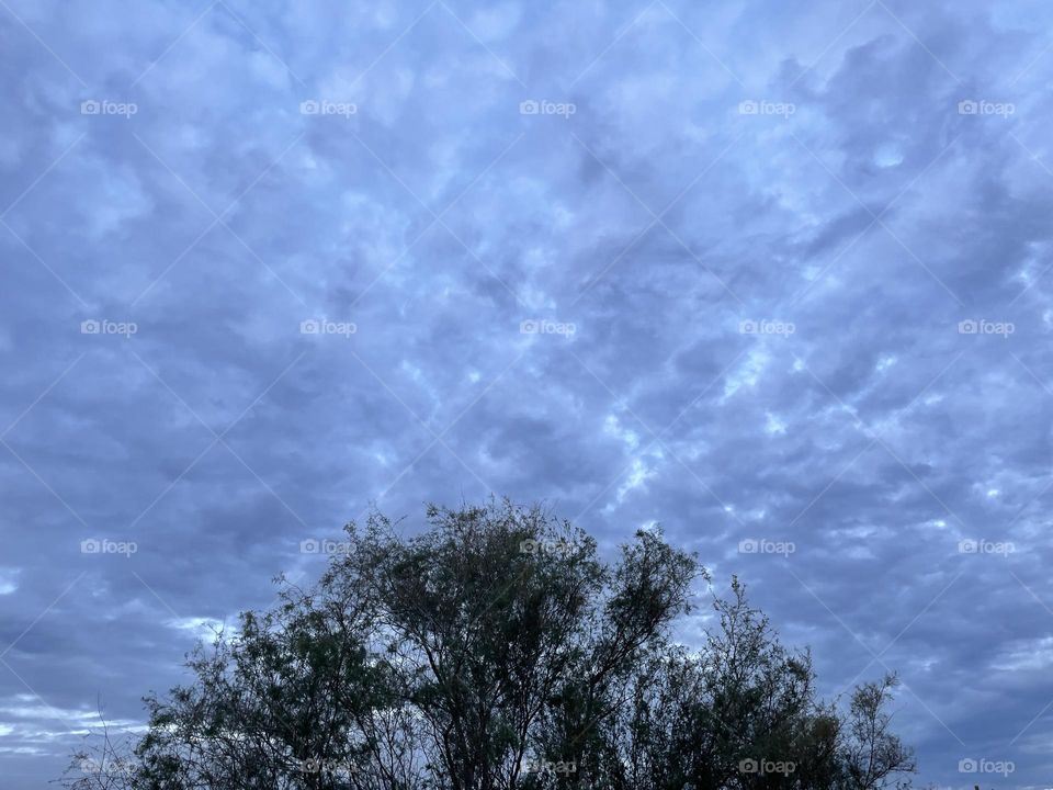 A pine tree with clouds surrounding it. 
