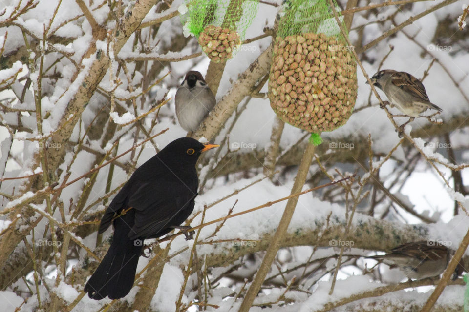 Winter - bird feeding - black bird & sparrows snow - vinter snö mata fåglar 