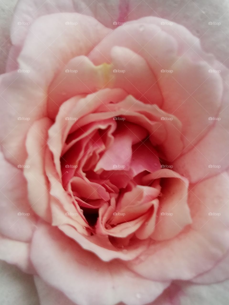 roses of pink
