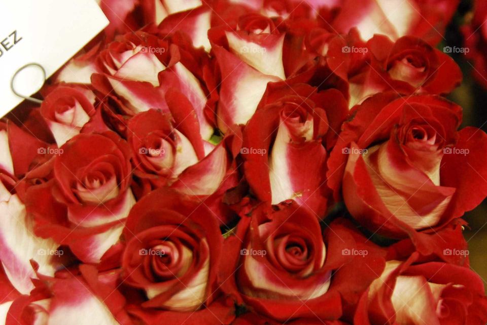 White and red roses in a bouquet