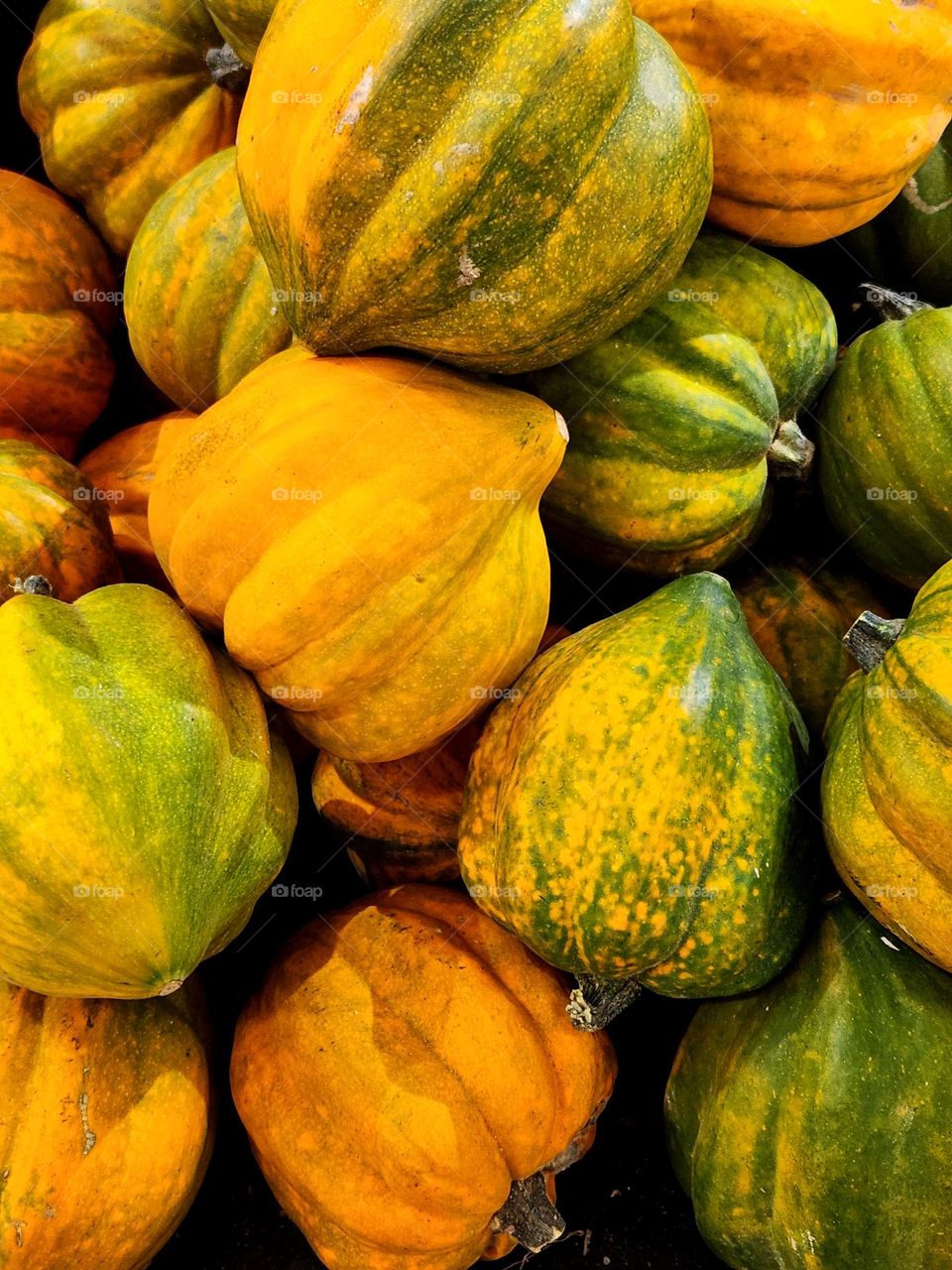 close up view of beautiful orange green gourds for sale in an Oregon market