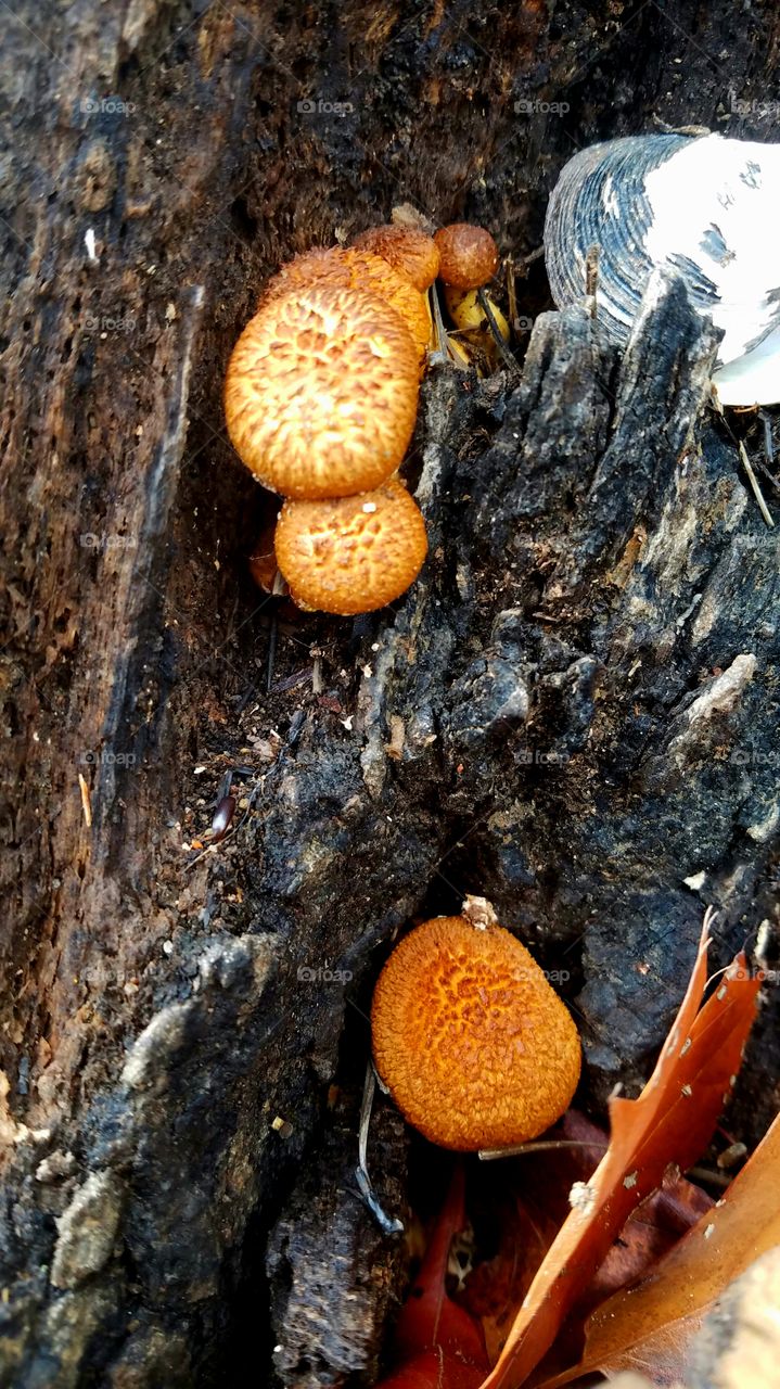 mushrooms, bark and c