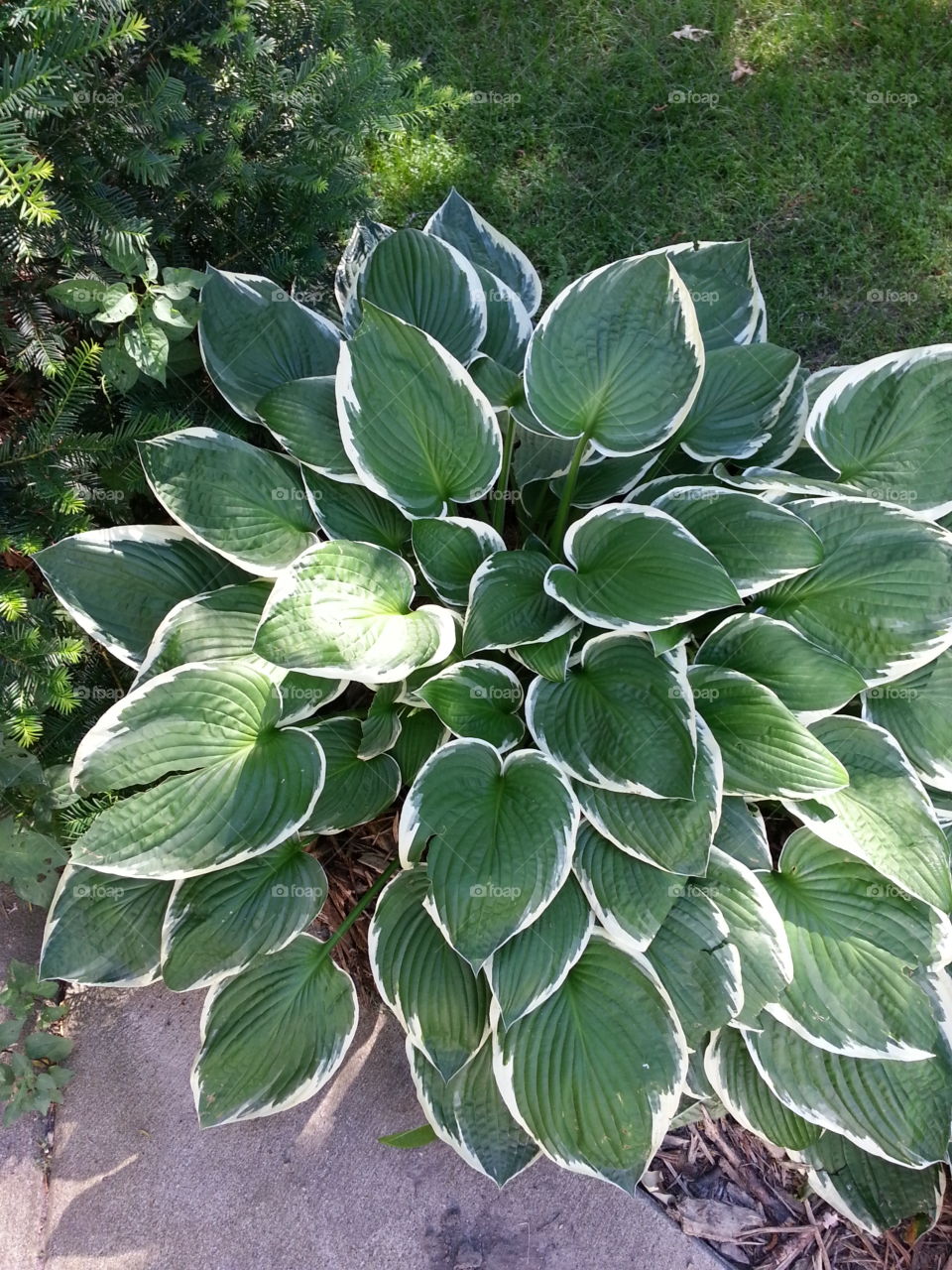 Hammell's Hostas
